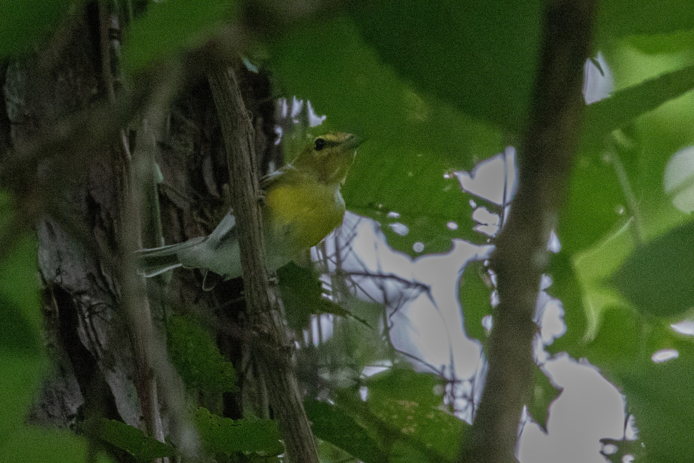 Costa Rica Trip - Birding Trips - Whatbird Community