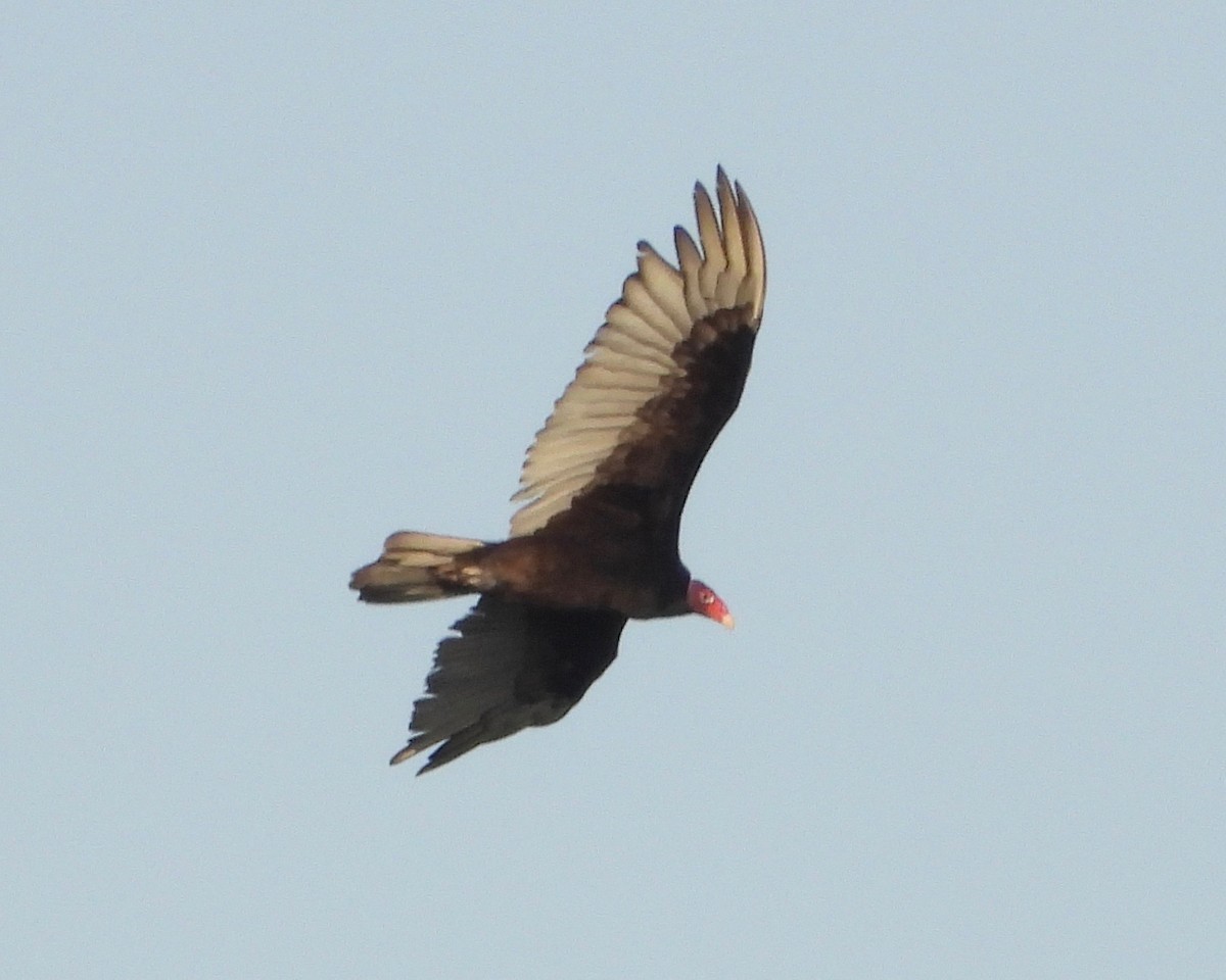 Turkey Vulture - ML348534031