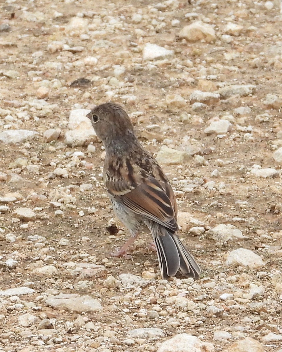 Field Sparrow - ML348539581
