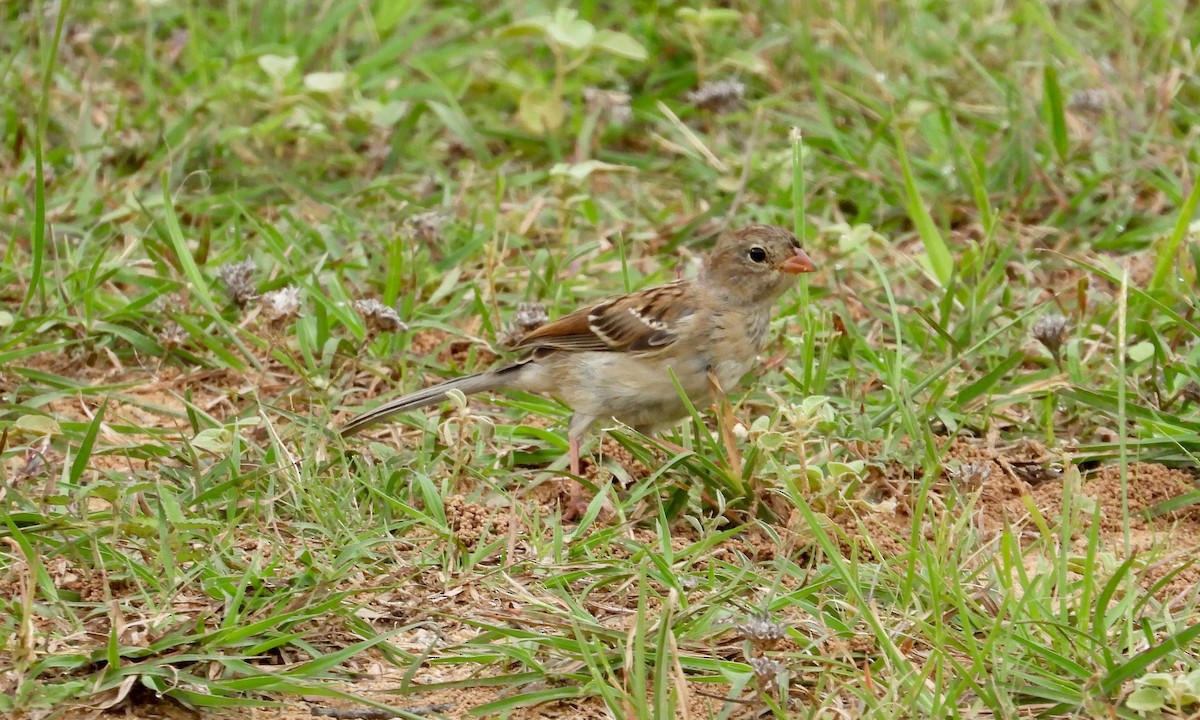 Field Sparrow - grete pasch
