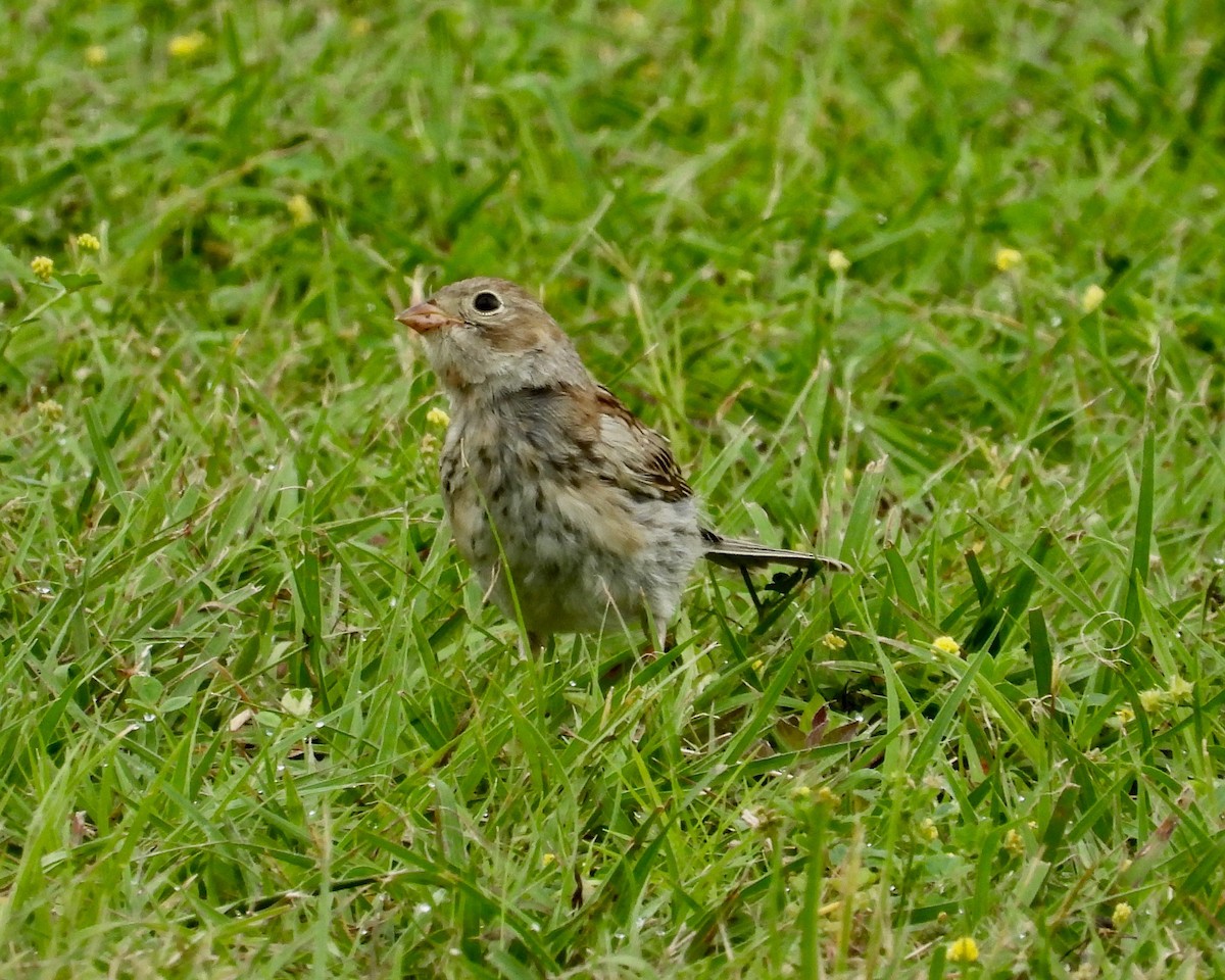 Field Sparrow - grete pasch