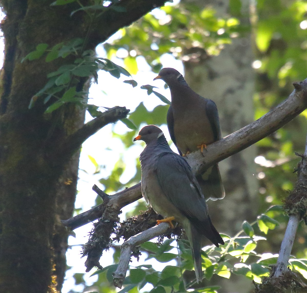Band-tailed Pigeon - ML348541731