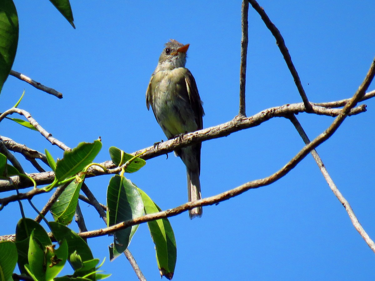 Greater Pewee - ML34854311