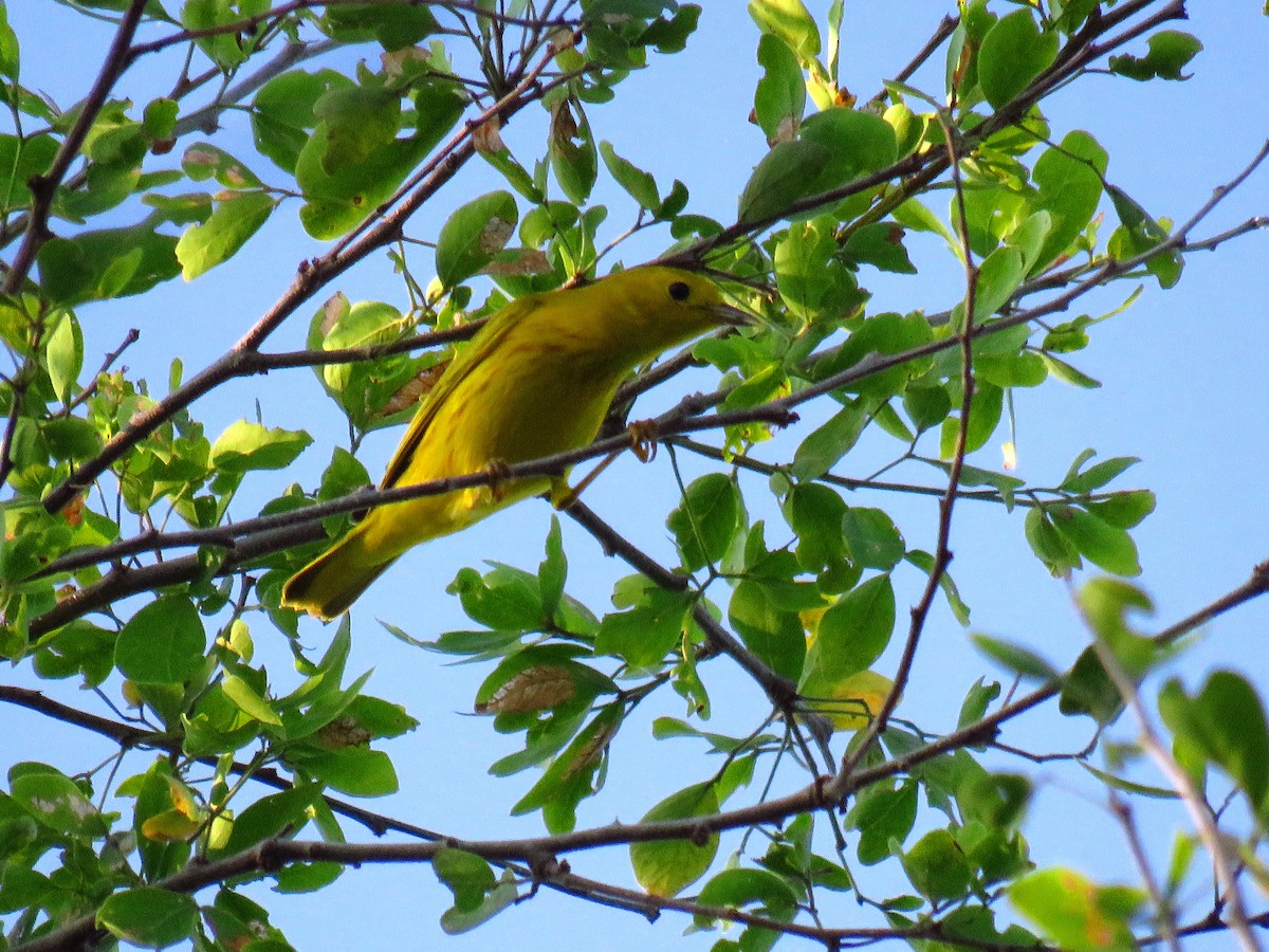 Yellow Warbler - ML34854381