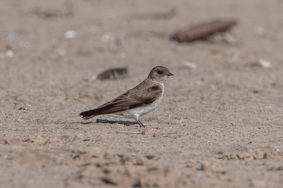 Northern Rough-winged Swallow - ML348548181
