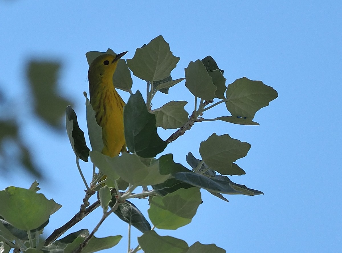 Yellow Warbler (Northern) - ML348554601
