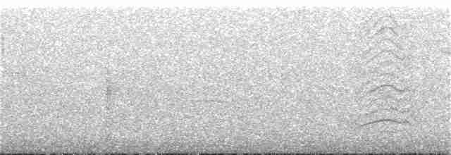 drozdec černohlavý - ML348560281