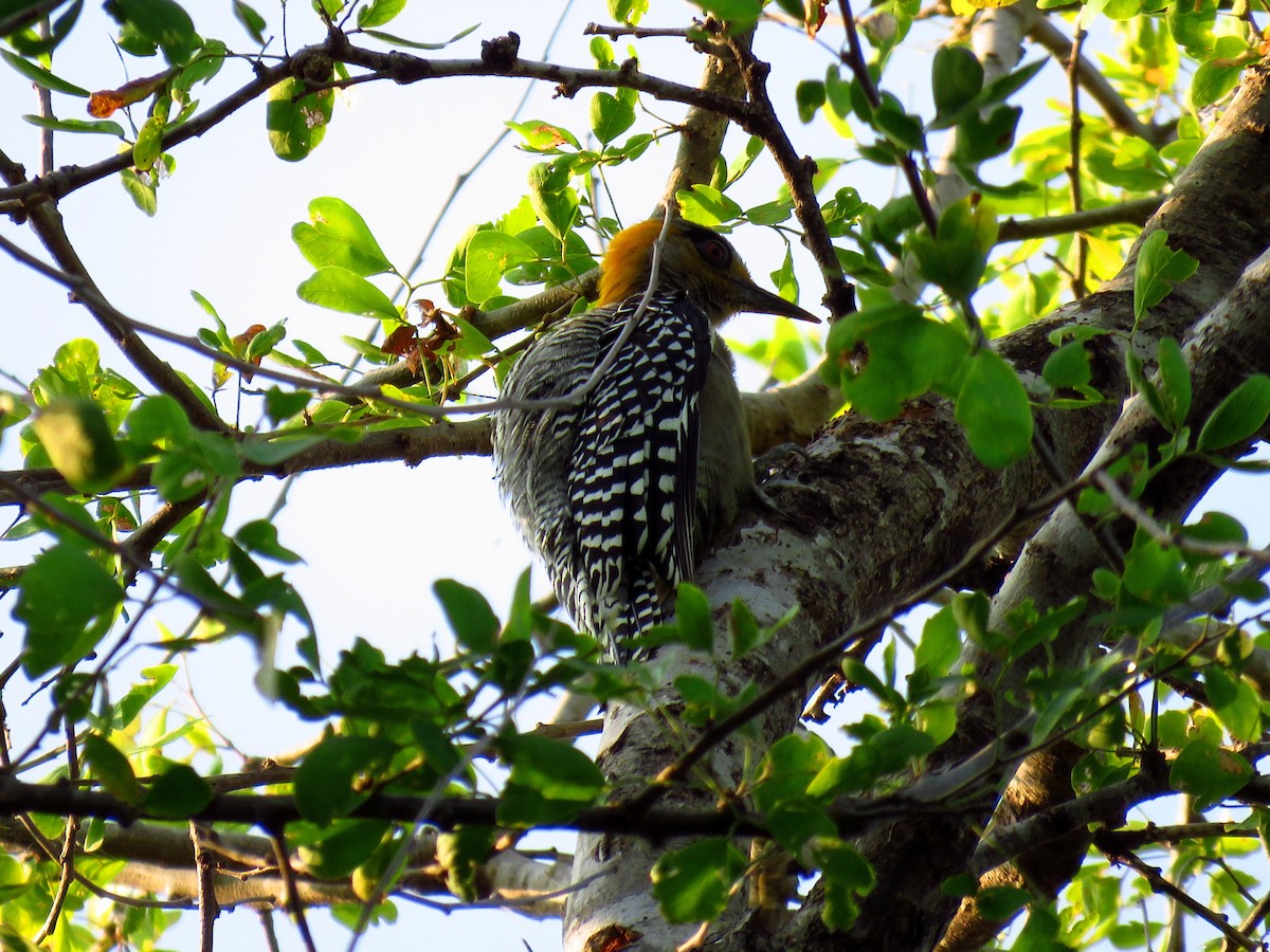Golden-cheeked Woodpecker - Betsy Avila
