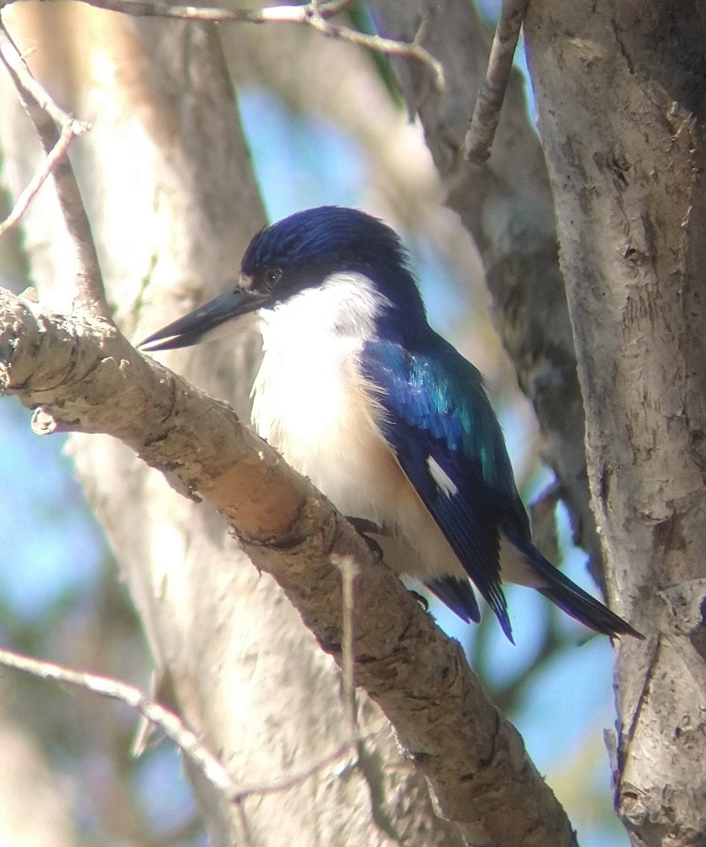 Forest Kingfisher - ML348563201