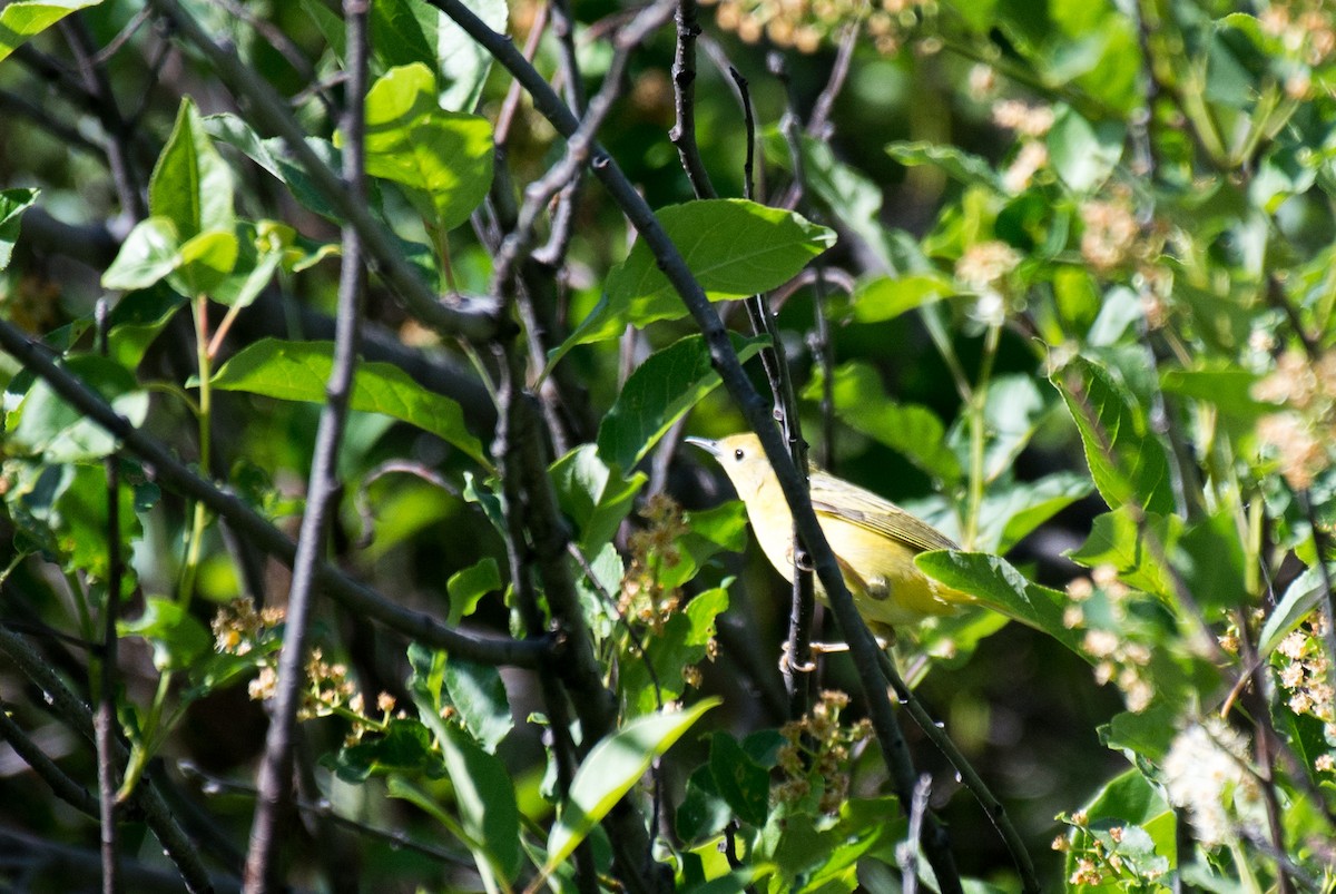 Yellow Warbler (Northern) - Herb Elliott