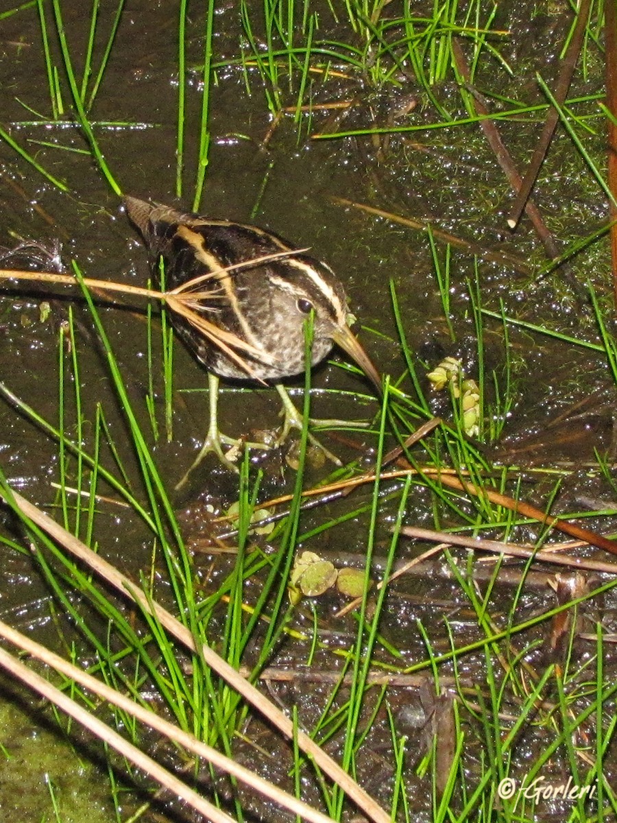 South American Painted-Snipe - ML34856721