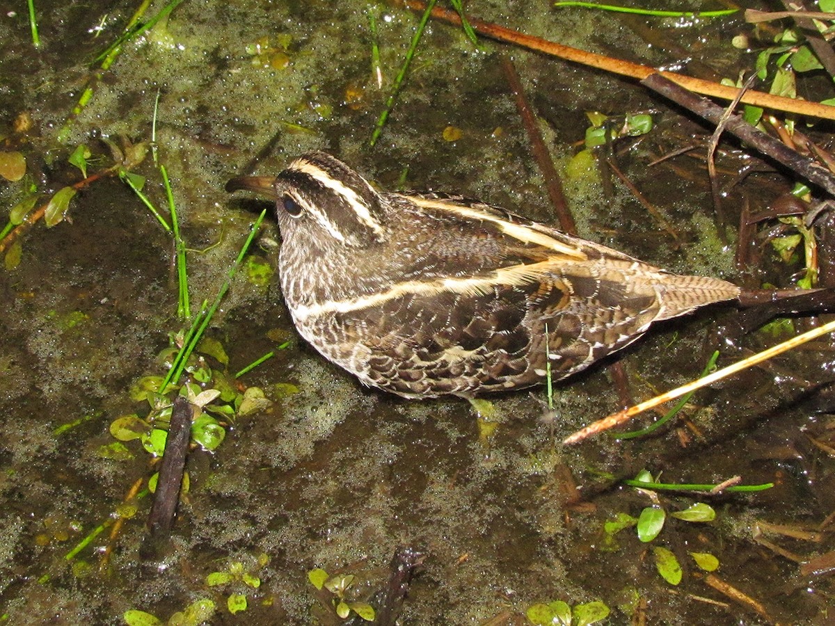 South American Painted-Snipe - ML34856751