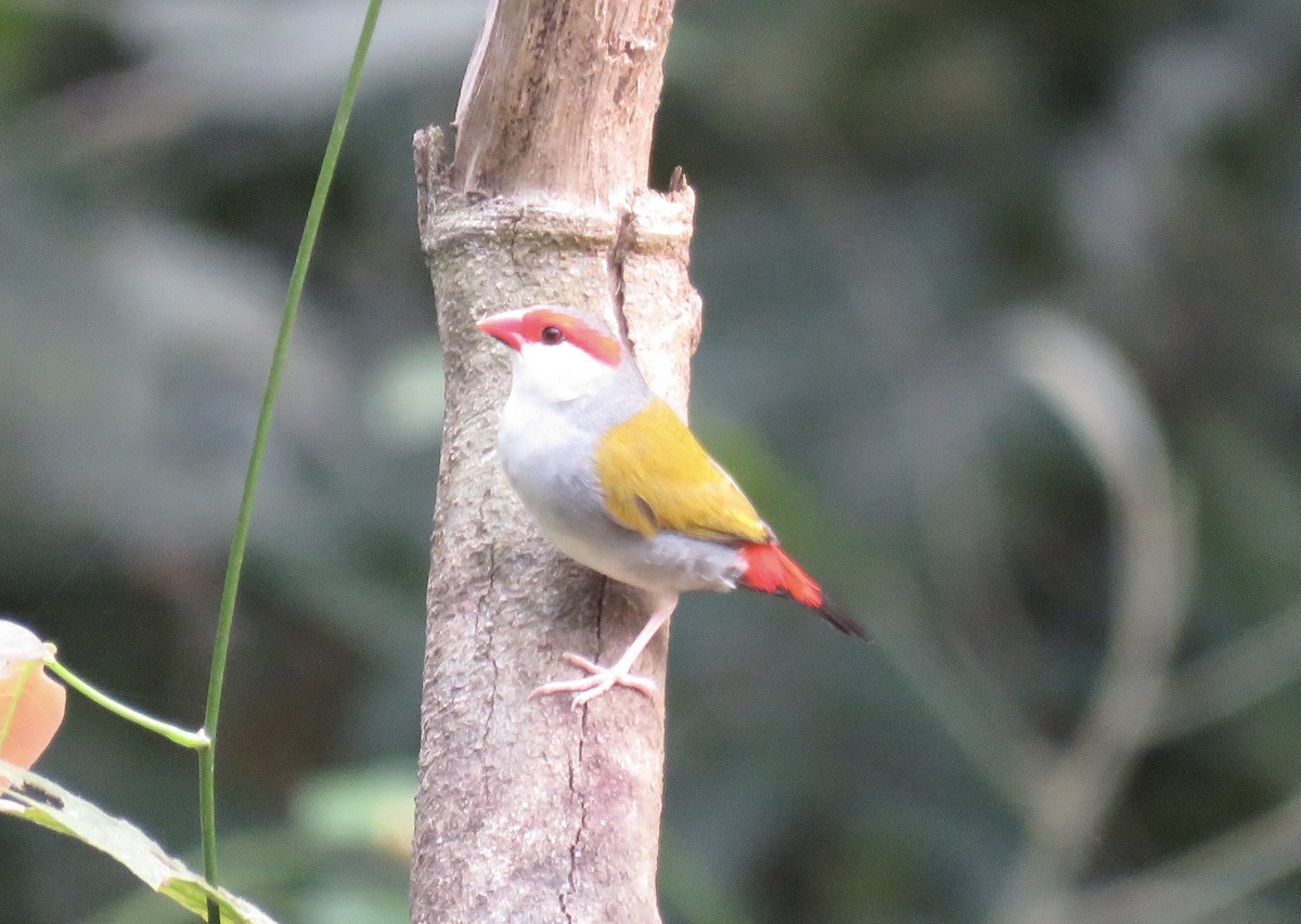 Red-browed Firetail - ML348575531
