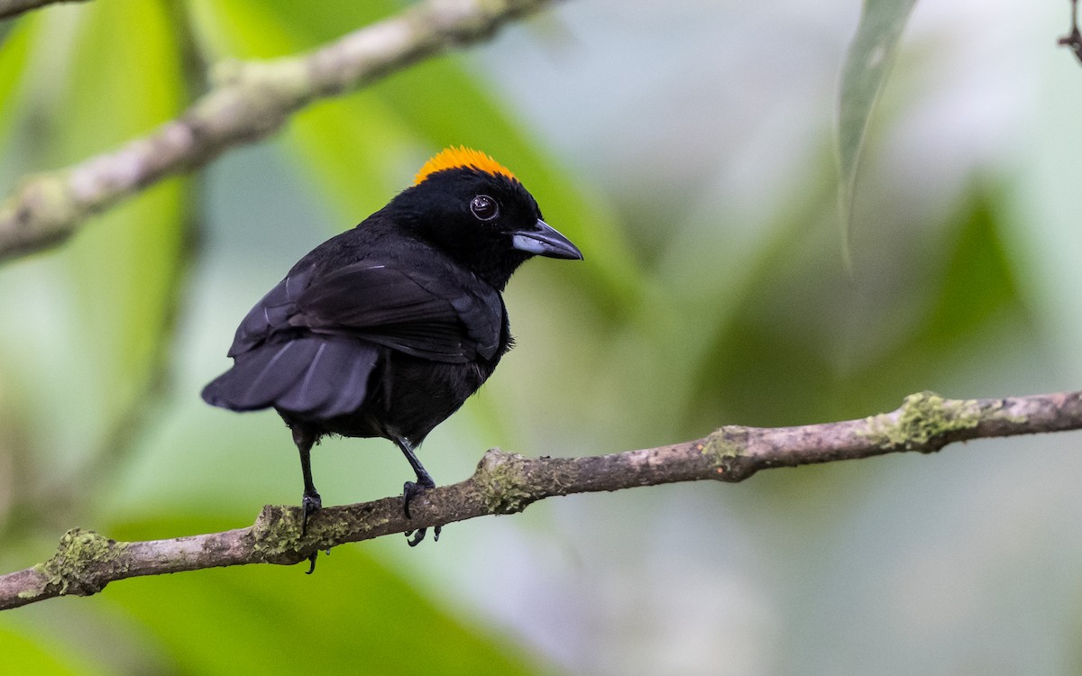 Tawny-crested Tanager - ML348576001