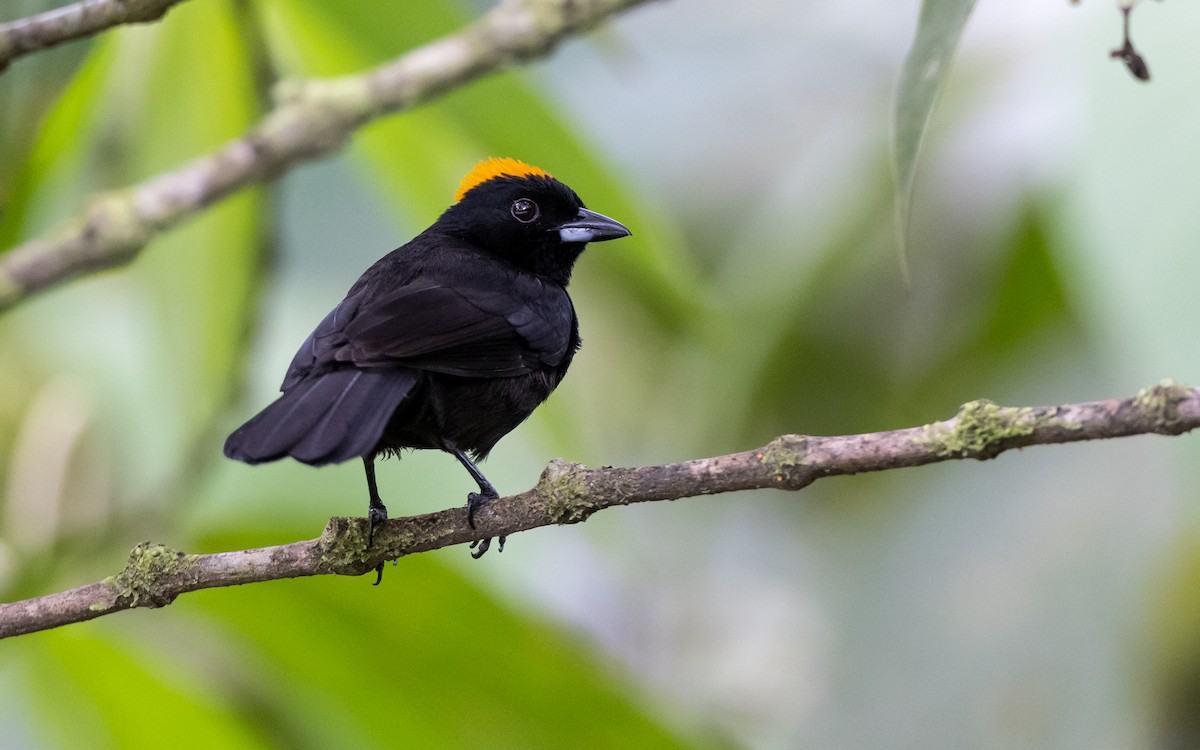 Tawny-crested Tanager - ML348576011