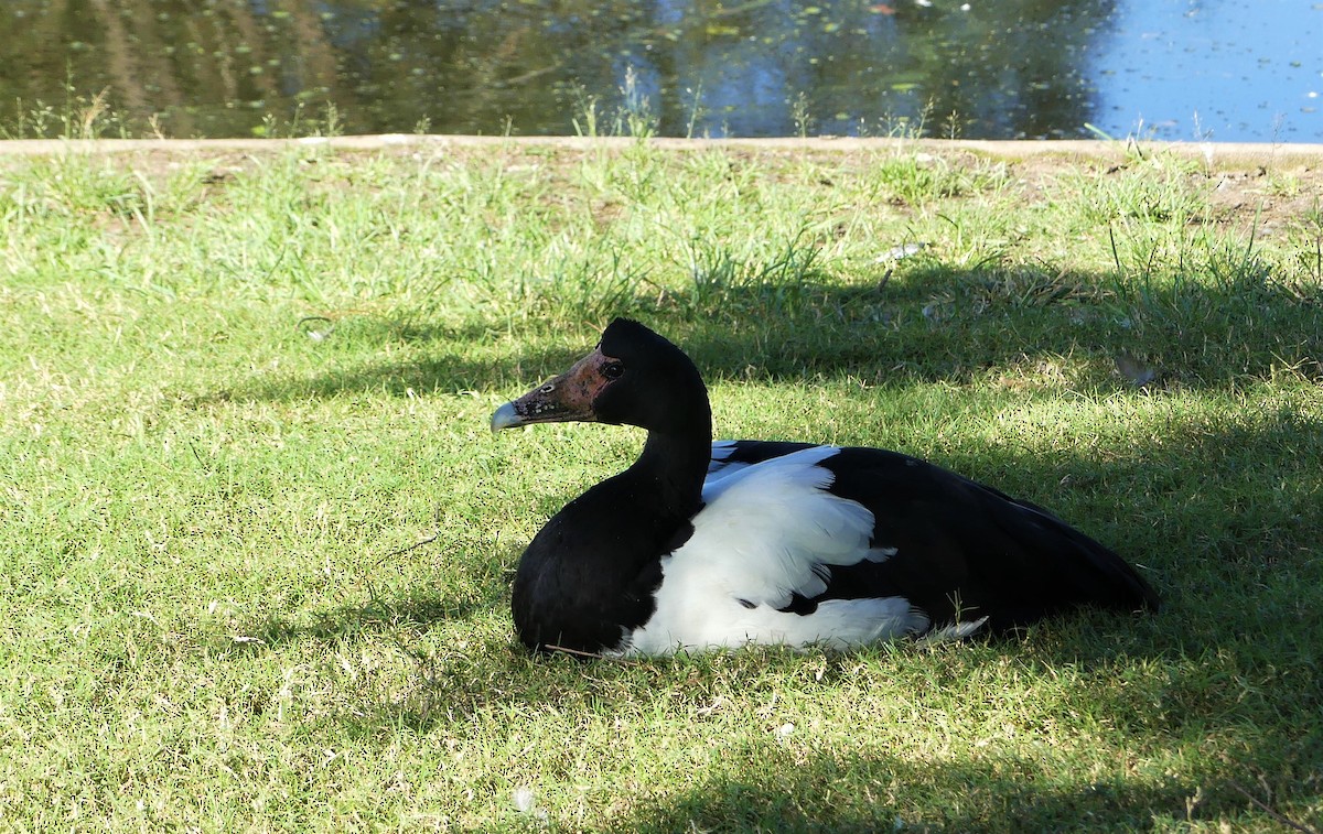 eBird Checklist 18 May 2021 Lake Alford Park (Gympie) 21 species