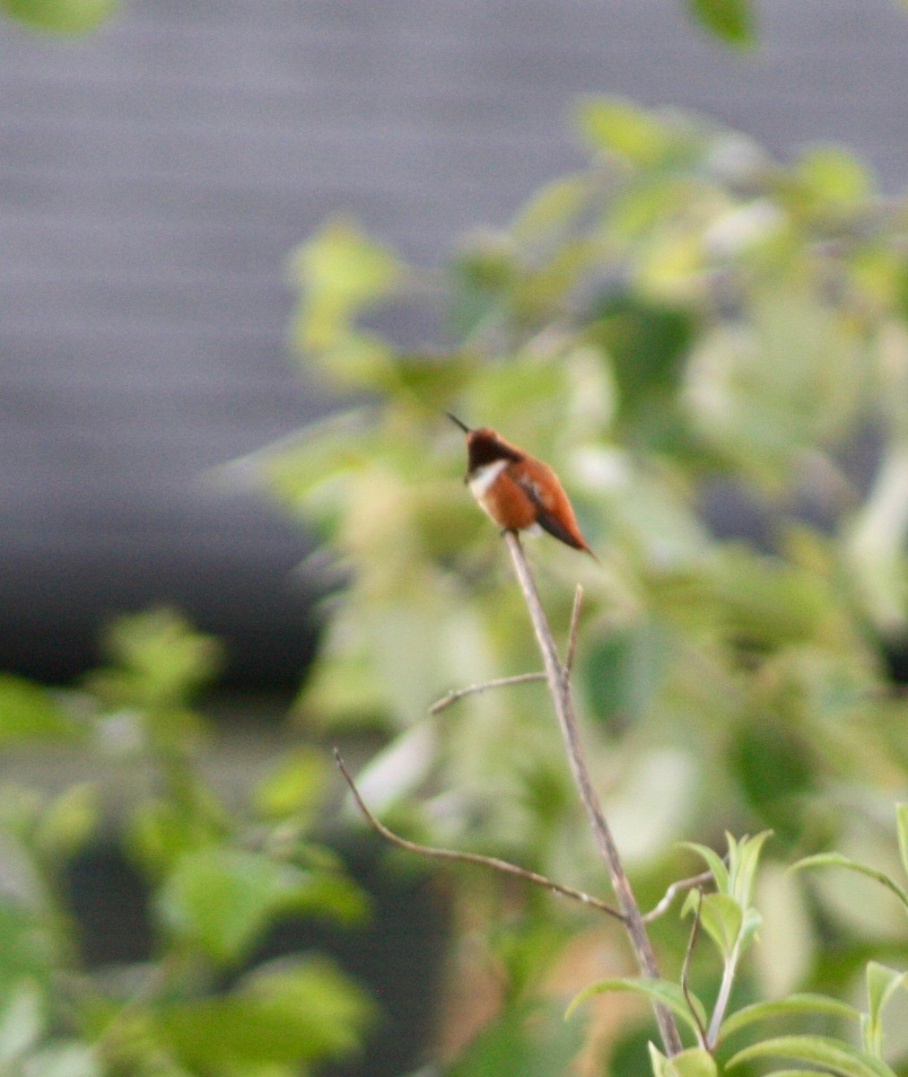 Rufous Hummingbird - ML348578081