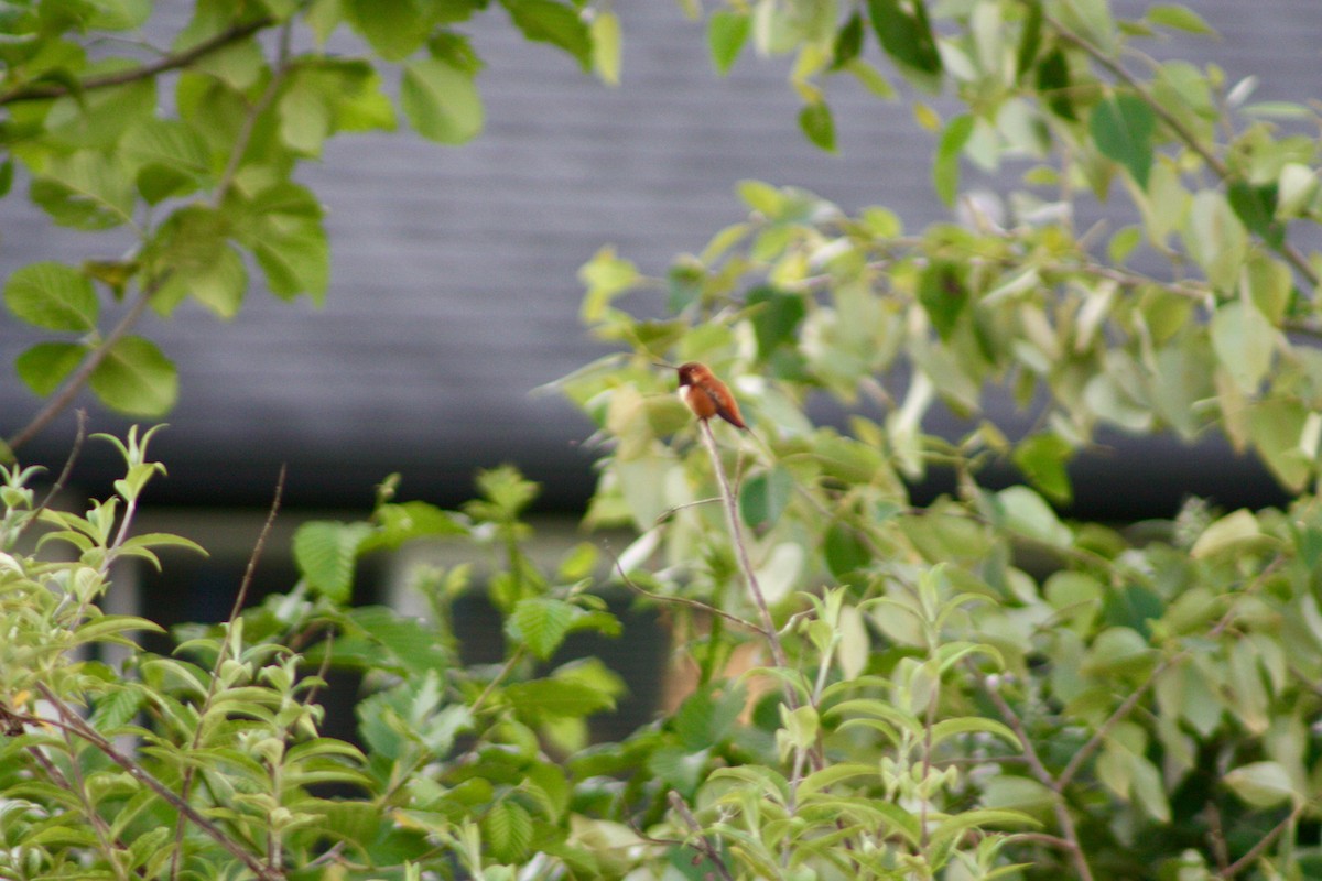 Rufous Hummingbird - ML348578101