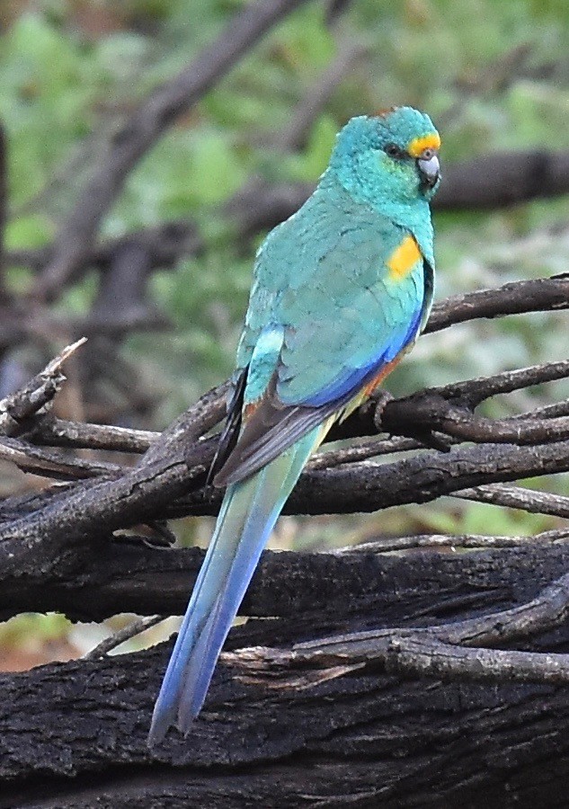 Разноцветный попугайчик - ML348578801