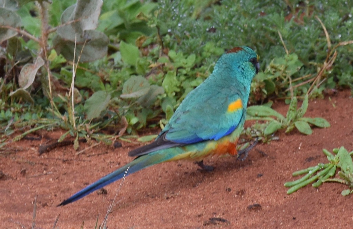 Разноцветный попугайчик - ML348578811