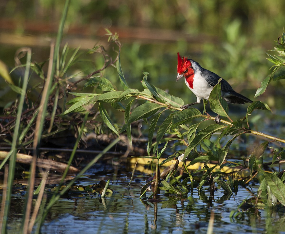 Red-crested Cardinal - ML34858191