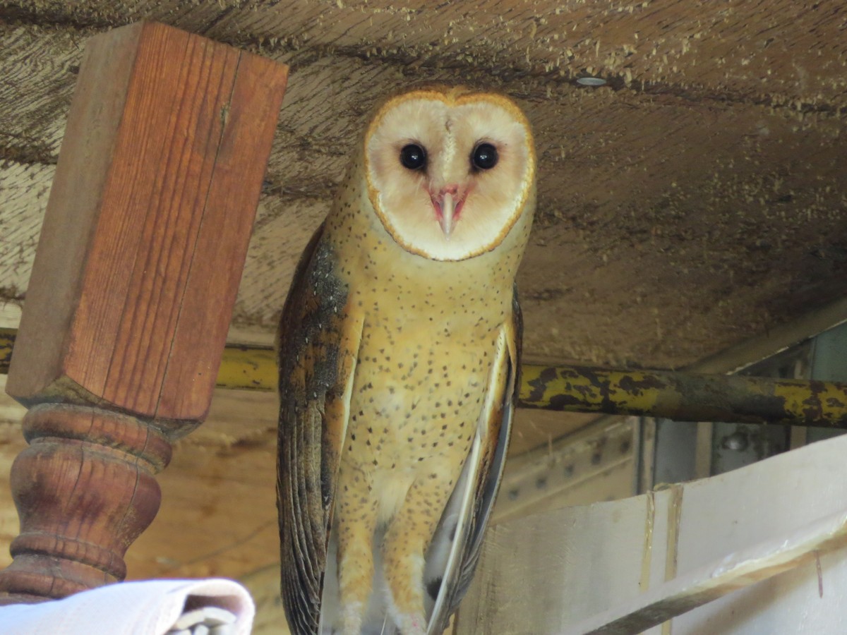 Barn Owl - Steve Hosmer
