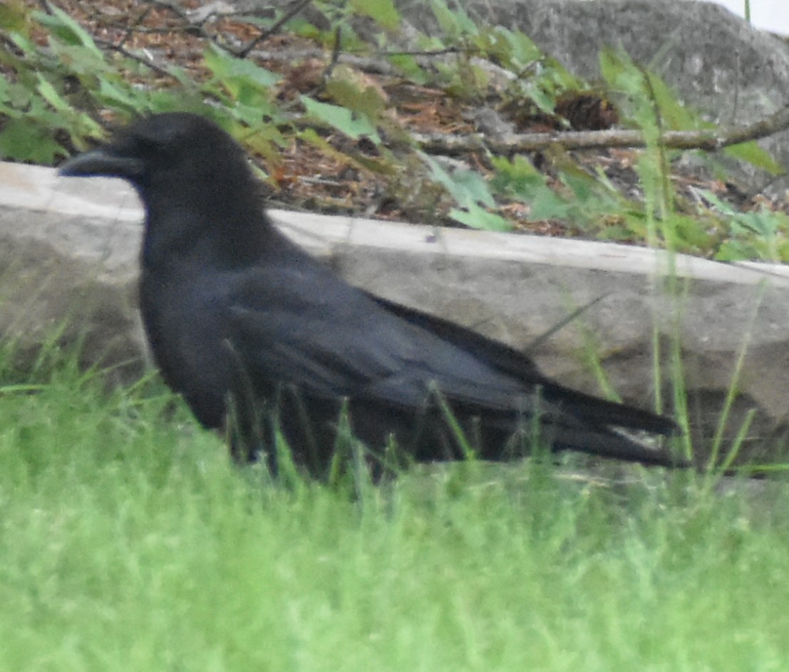 American Crow - Sally Anderson