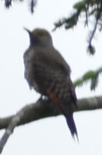 Northern Flicker (Red-shafted) - ML348591221