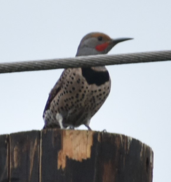 Northern Flicker (Red-shafted) - Sally Anderson