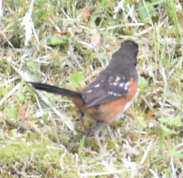 Spotted Towhee - ML348591241