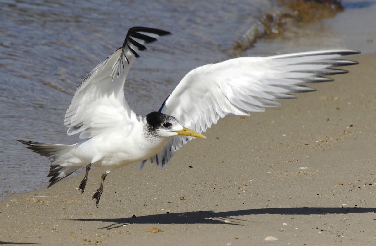 Great Crested Tern - ML34859291