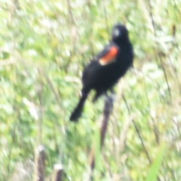 Red-winged Blackbird - ML348599691