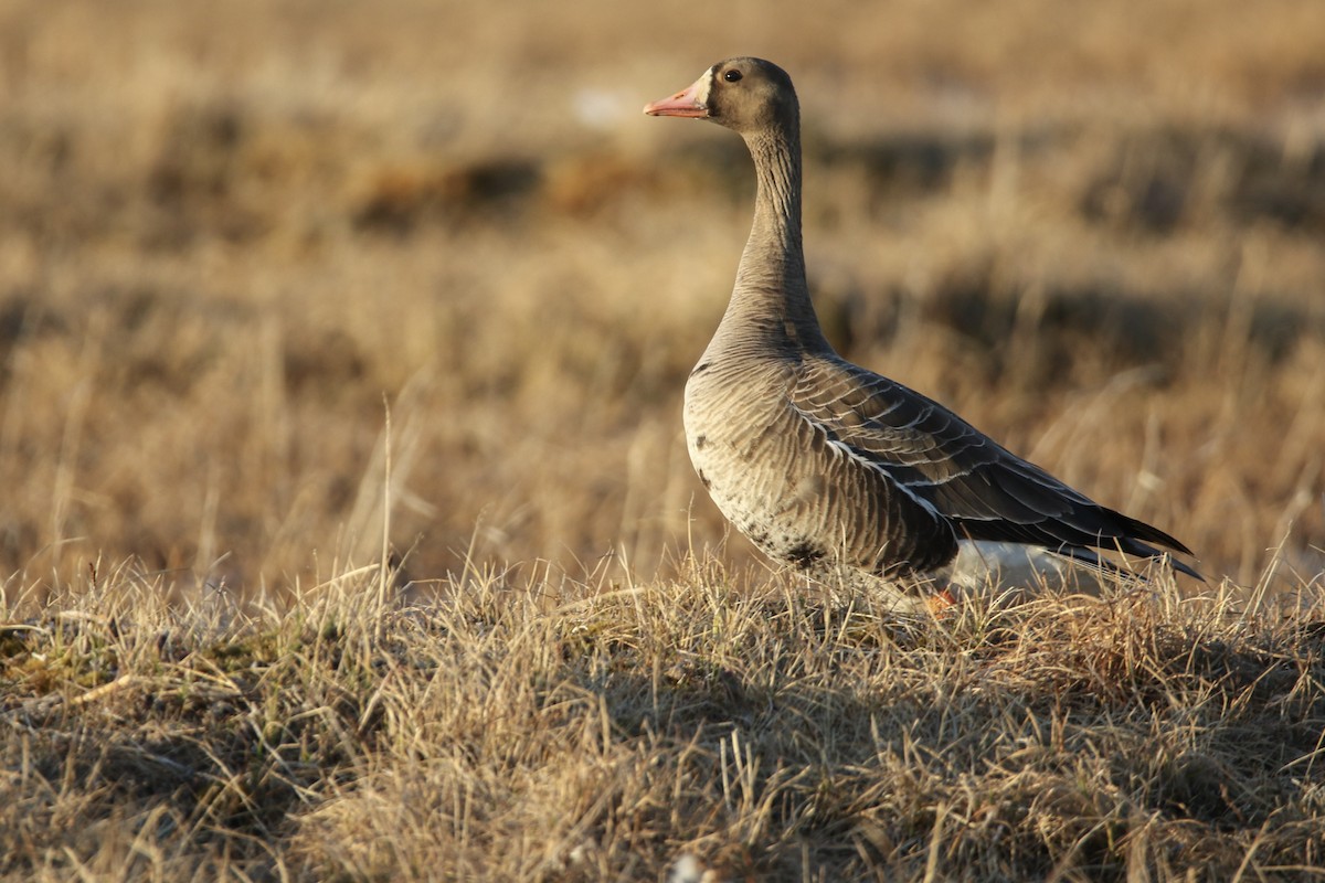 Greater White-fronted Goose - Liam Hutcheson