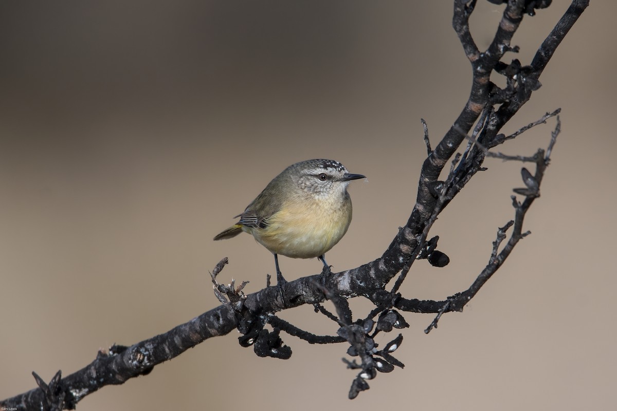 Yellow-rumped Thornbill - Cary Lewis