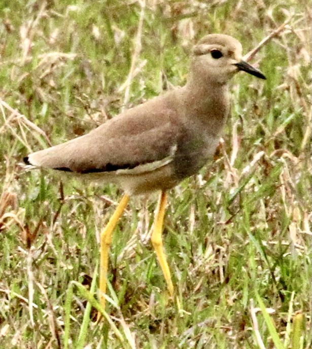 White-tailed Lapwing - Connie Lintz