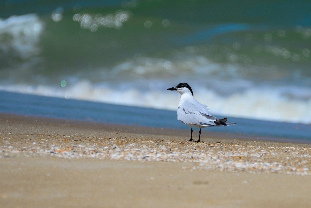 Gull-billed Tern - Paul Block
