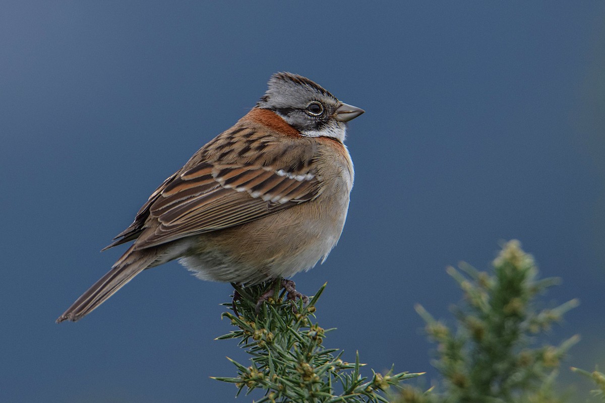 Rufous-collared Sparrow - Tamara Catalán Bermudez