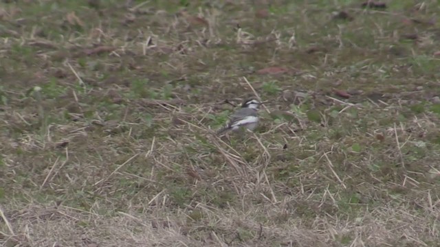 White Wagtail (Black-backed) - ML348619341