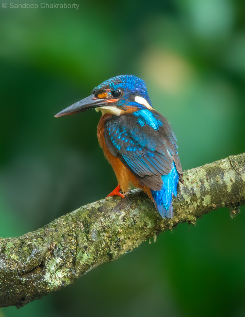 Blue-eared Kingfisher - ML348622411