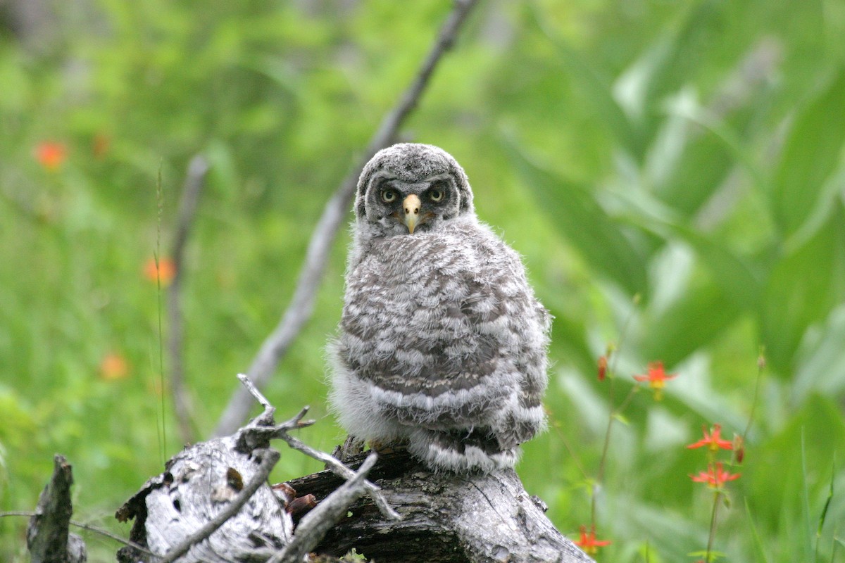 Great Gray Owl - Pierre Howard