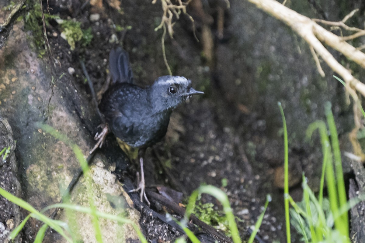 Silvery-fronted Tapaculo - ML348628861