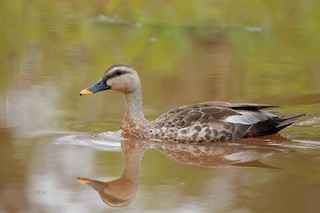Indian Spot-billed Duck, ML348636561