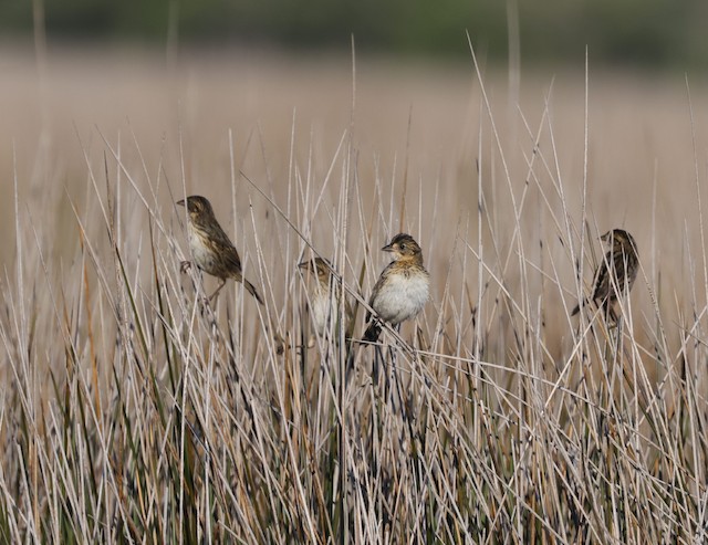 Group of juveniles perched on the grass; June, North Carolina, United States. - Seaside Sparrow - 