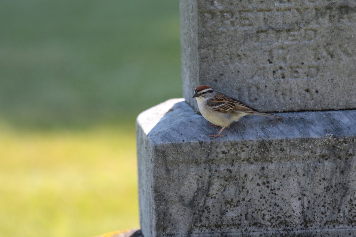 Chipping Sparrow - ML348648091
