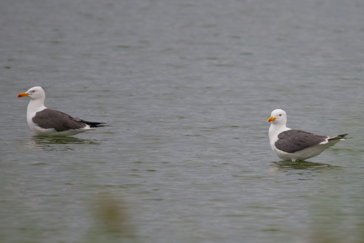 Lesser Black-backed Gull - Jaap Velden