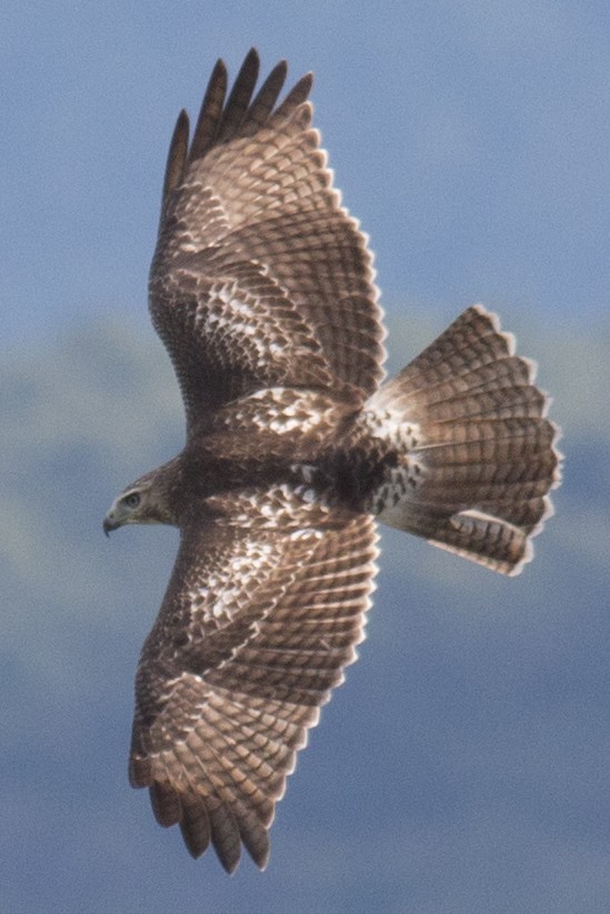 Red-tailed Hawk - ML34866801