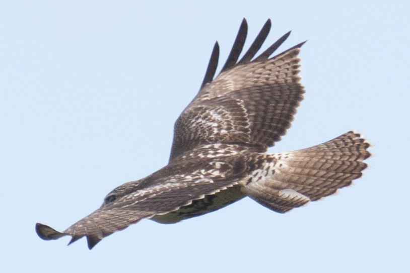 Red-tailed Hawk - ML34866821