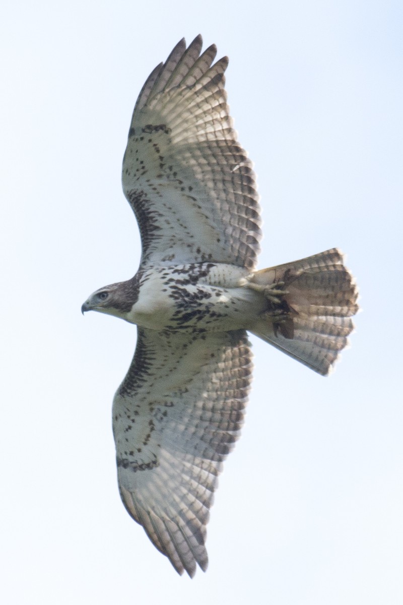 Red-tailed Hawk - ML34866841