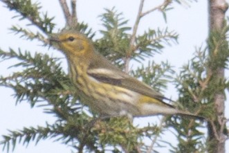 Cape May Warbler - ML34866871
