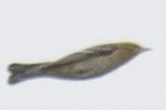Black-throated Green Warbler - ML34866911